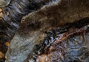 Премахване на миризма след престоял труп