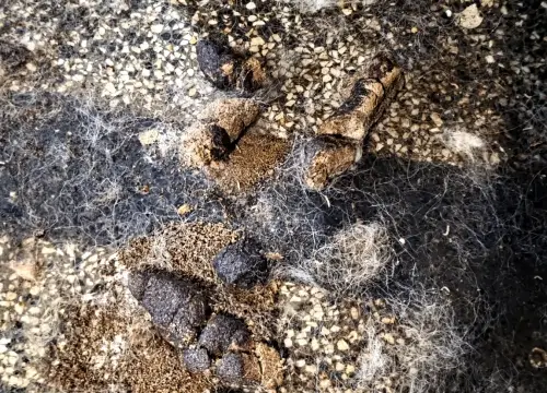Почистване на помещения след престой на животни